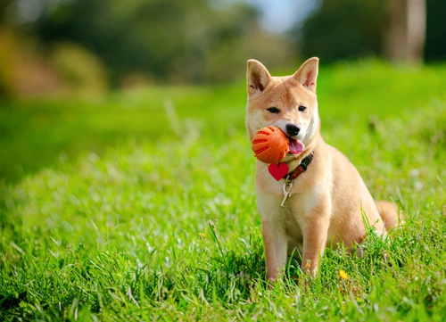 A shiba Inu with a ball in the grass