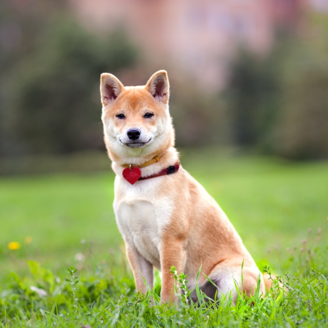A Shiba Inu sitting in the grass