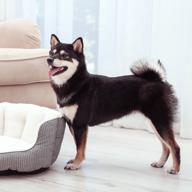 A beautiful black and white Shiba Inu in front of his basket