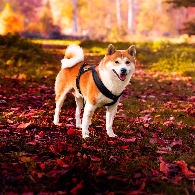 A Shiba Inu walking on dead leaves