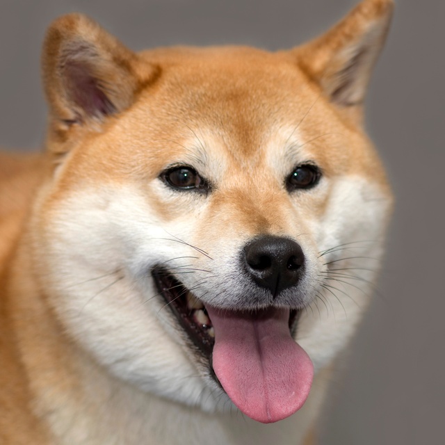 Portrait of a Shiba Inu