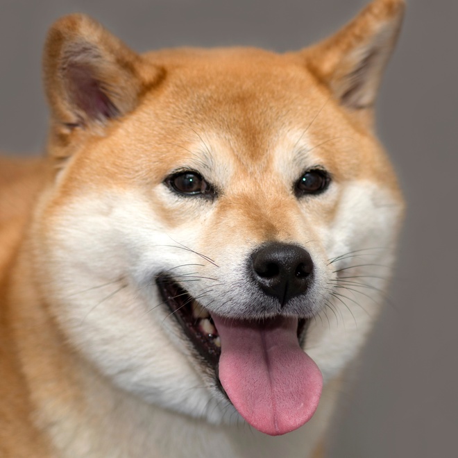 Portrait of a Shiba Inu