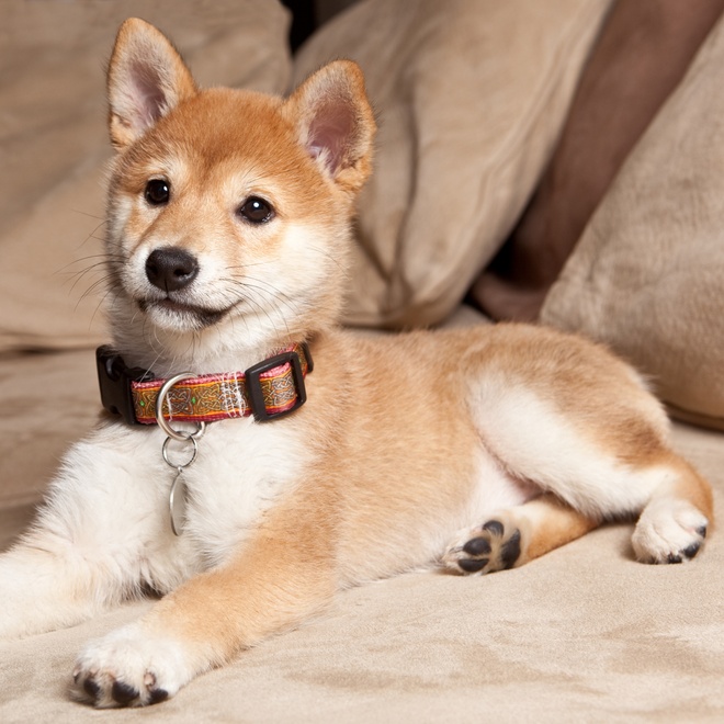 A Shiba Inu puppy lying on a sofa