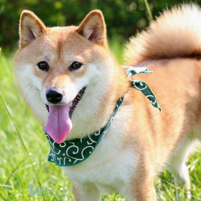 Portrait of a Shiba Inu with a green bandana
