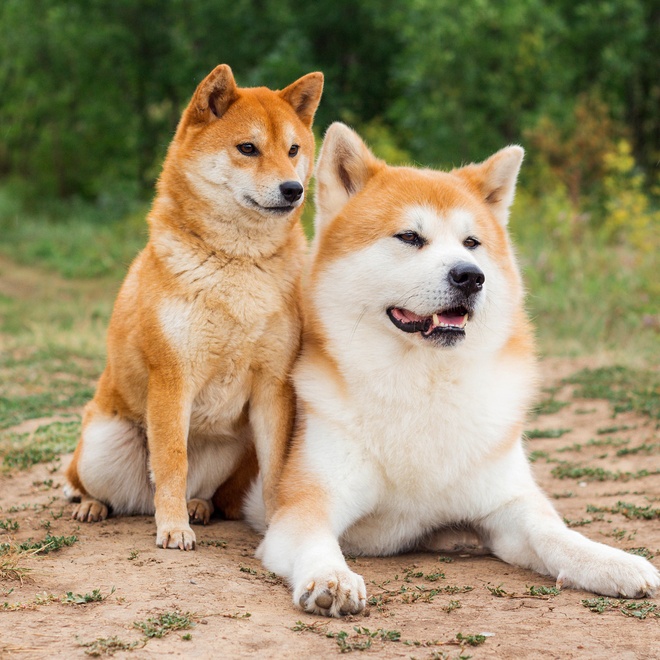 Two Shiba Inu in forest