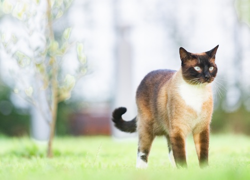 A siamese walking on the grass