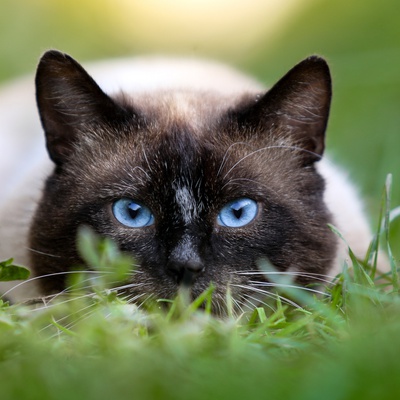 Un Siamois allongé qui se cache dans l'herbe