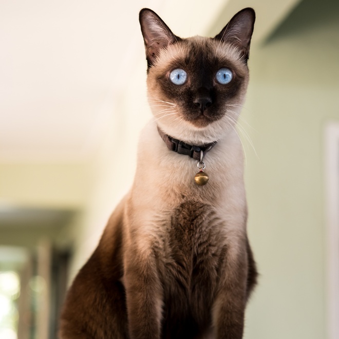 Un chat Siamois assis avec sa clochette autours du cou