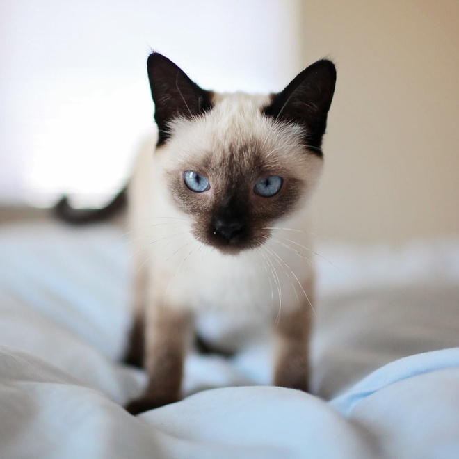Un chaton Siamois blanc debout sur un lit