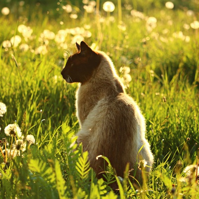 Un Siamois de dos assis dans l'herbe