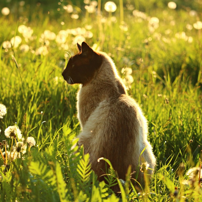 Un Siamois de dos assis dans l'herbe