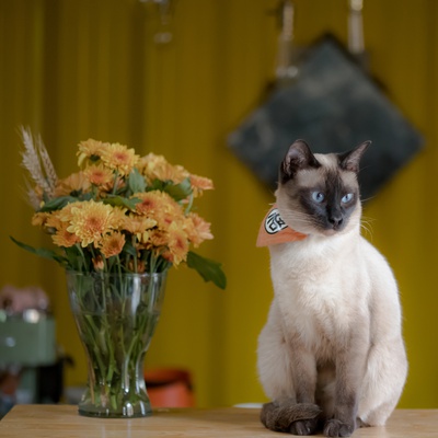 Un Siamois assis sur une table à côté de fleurs