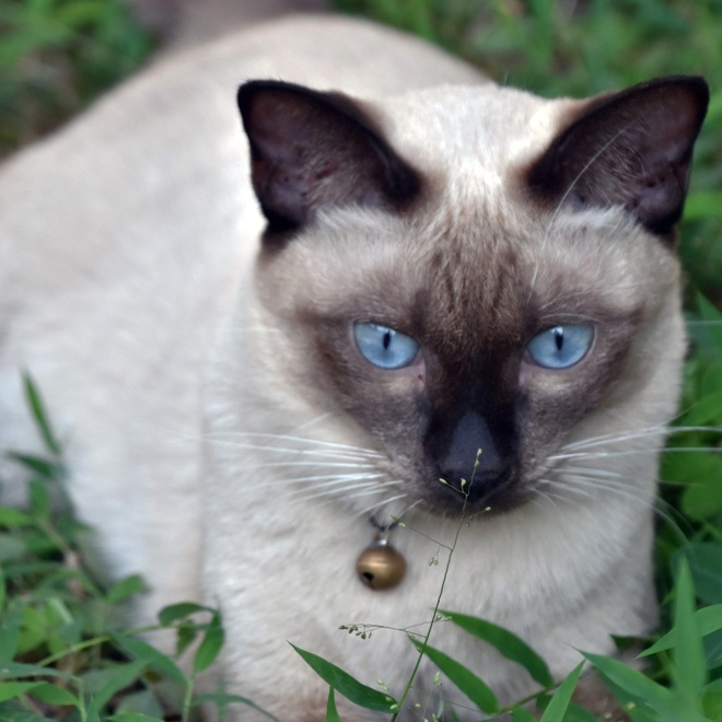 Un Siamois allongé dans l'herbe