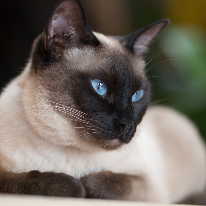 Portrait d'un Siamois de profil