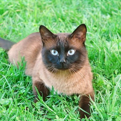 Un beau Siamois marron allongé dans l'herbe