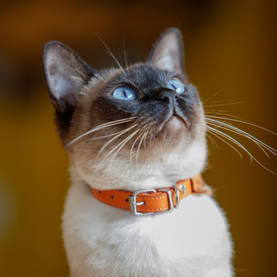 Un Siamois au collier orange assis qui regarde vers le haut