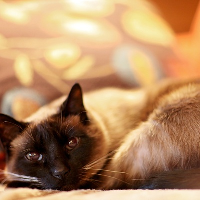 Un Siamois couché sur une couverture