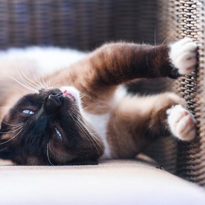 Un chat Siamois sur le dos qui joue avec ses griffes