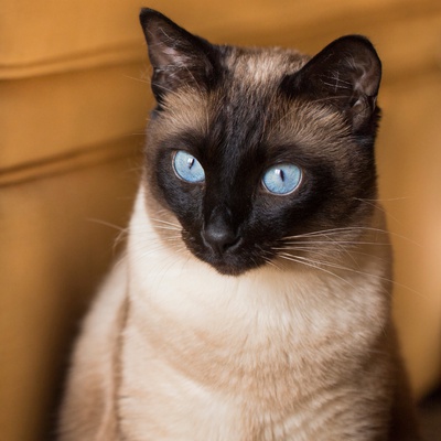 Portrait d'un beau Siamois assis aux yeux bleus