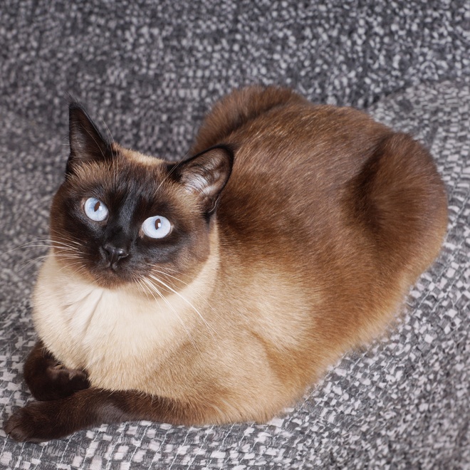 Un Siamois colourpoint marron allongé sur un tapis gris