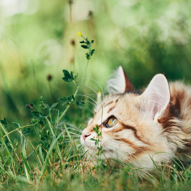 A Siberian lying in the grass