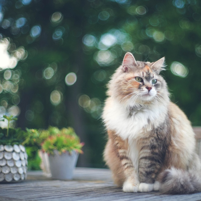 A Siberian sitting on a table outside