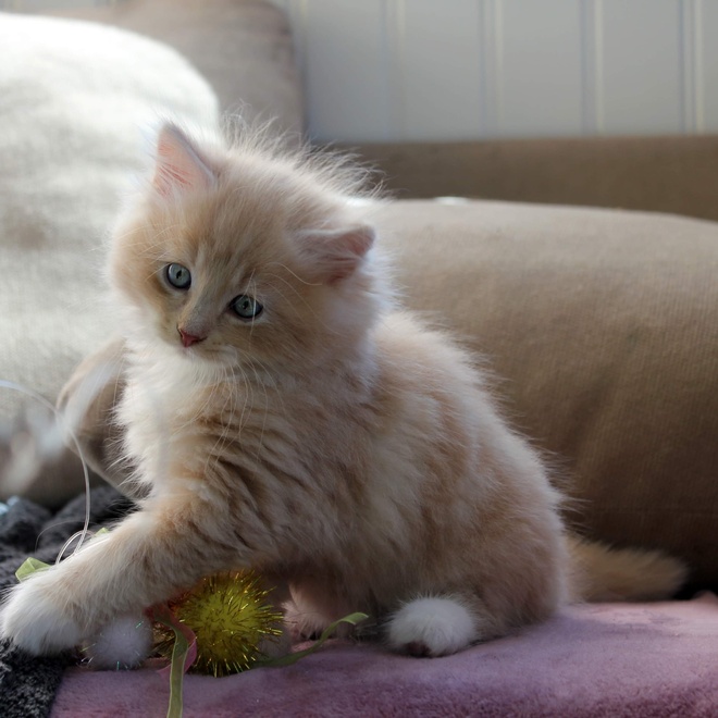 A Siberian kitten playing on the sofa