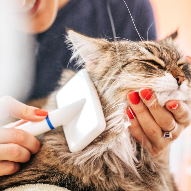 A beautiful Siberian being brushed