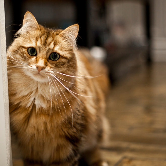 A red-beige Siberian staring straight ahead