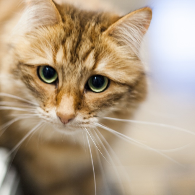 Close up of a red-beige Siberian staring straight ahead