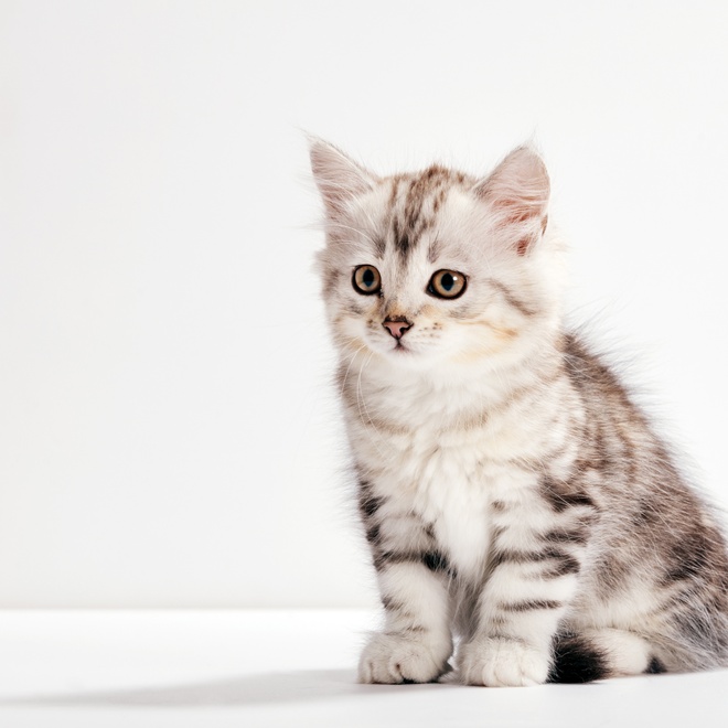 A white and grey kitten sitting on the ground