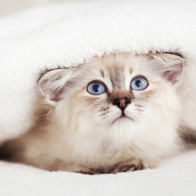 A Siberian kitten with blue eyes lying under a blanket