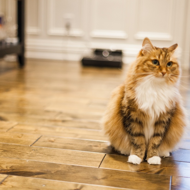 A beige and white Siberian sitting on the ground