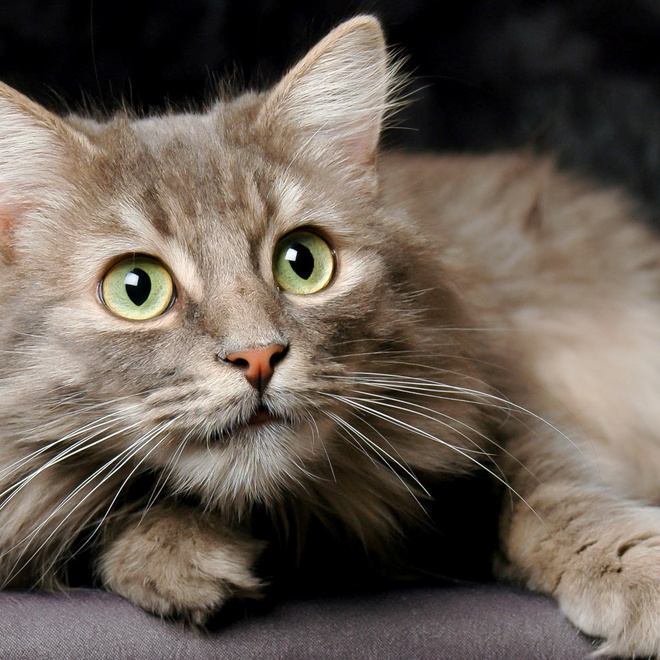 A grey Siberian with green eyes