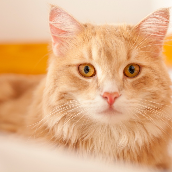 A beige Siberian with yellow eyes