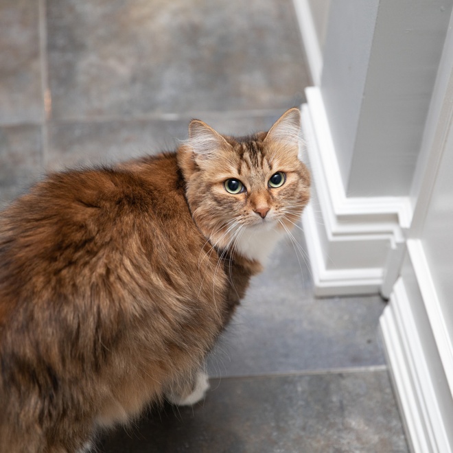 A multicolored Siberian looking behind him