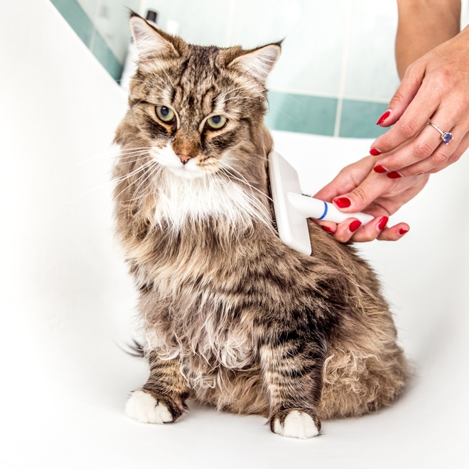 A grey Siberian being brushed