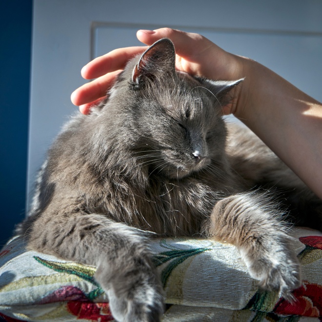 Someone petting a grey Siberian