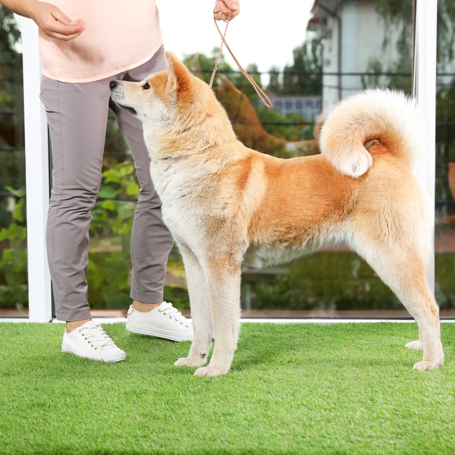An Akita Inu on a leash in the grass
