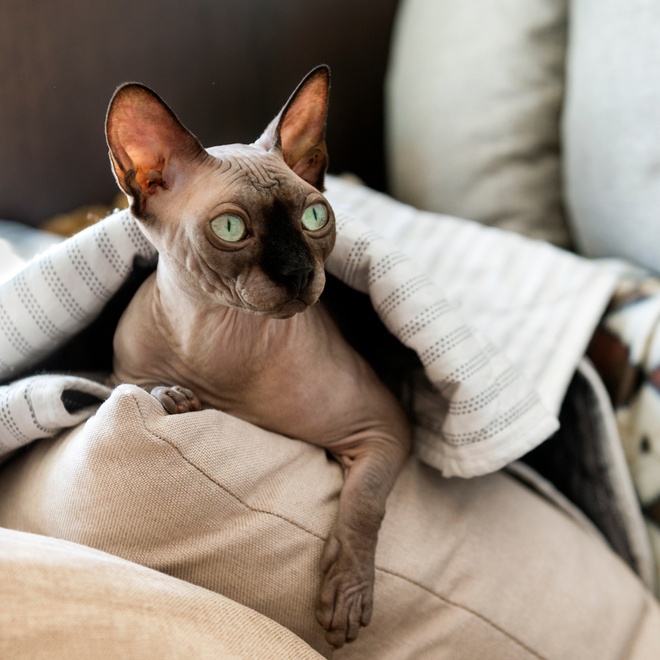 A Sphynx on a sofa surrounded by a blanket