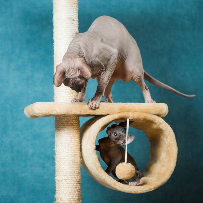 A Sphynx and its kitten playing on a cat tree