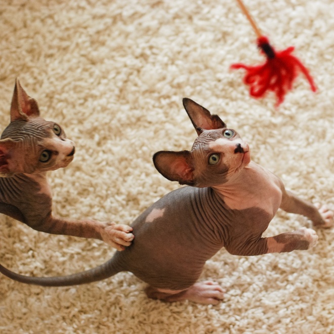 Two Sphynx kittens playing with a feather duster