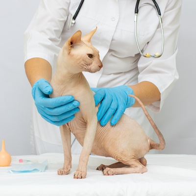 Un Sphynx qui se fait ausculter par un vétérinaire
