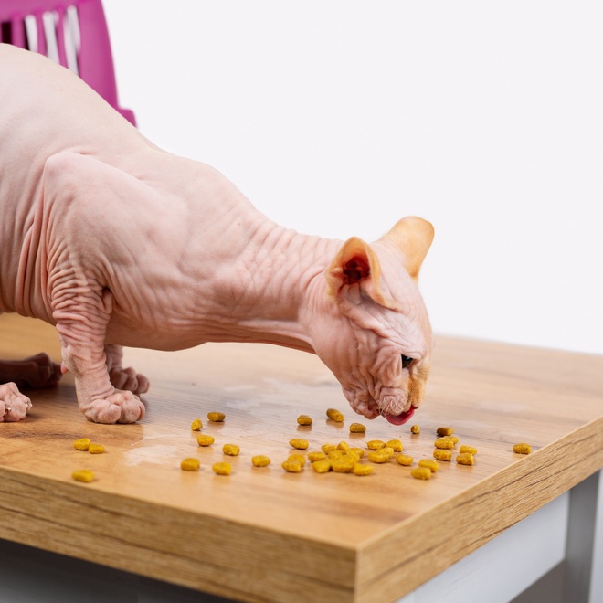 A Sphynx eating croquettes on a table
