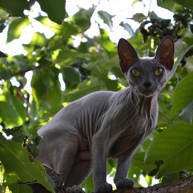 A Black Sphynx in a tree