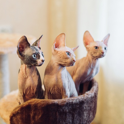 Trois Sphynx dans un panier