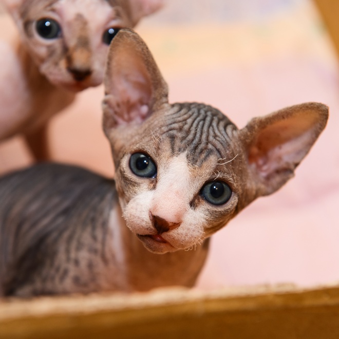 Portrait of a Sphynx kitten