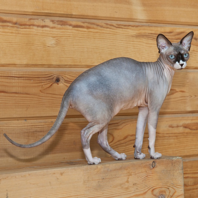 A Grey Sphynx standing on the back of a bench