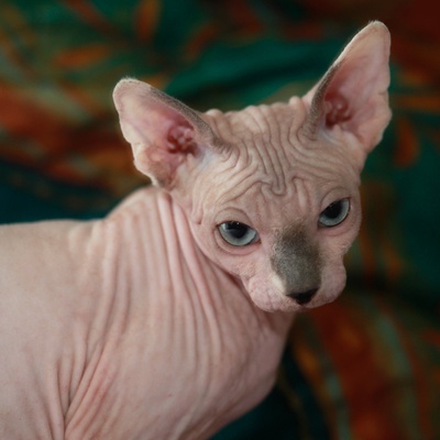 Un Portrait d'un beau Sphynx aux yeux bleus