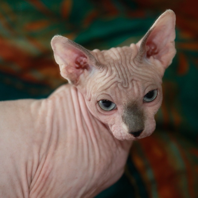 Portrait of a beautiful blue-eyed Sphynx